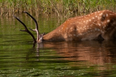 鹿が水草を夢中で食べてます